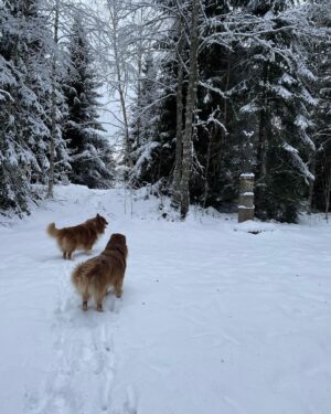 Štěpán Benoni Instagram - Knížecí Pláně. Mám to tu rád….moc. #sumava #np #winter @kili.and.fili_ausstralian #sněhem  #lesem #aninoha