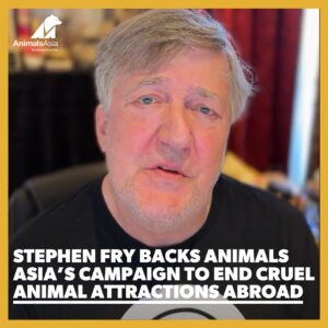 Stephen Fry Instagram - British actor Stephen Fry supports Animals Asia’s #TravelWithKindness campaign and is calling on the British government to ban cruel animal activities abroad.⁠
⁠
“Animals Asia’s survey showed that more than three-quarters of the British public would be put off from booking with a travel agent who sold tickets to tourist attractions where animals are mistreated. ⁠
⁠
The government now needs to properly implement the law passed last year to ensure that these overwhelming views of the public are taken into consideration and that such ticket sales would be prohibited. ⁠
⁠
So do join us in the campaign to make sure that this can happen.” ⁠
⁠
If you’re in the UK, please sign and share our petition: tap linkin.bio or go to⁠
www.animalsasia.org/endcrueltourism ⁠
⁠
@stephenfryactually #TravelWithKindness #EthicalTourism #AnimalsAsia #ResponsibleTravel #ConsciousTravel #Animals #WildlifeSelfies #ElephantRides #ElephantBathing #Travel #Traveling #Travelling #Backpacking #Safari #Circus #Zoo #AnimalWelfare⁠