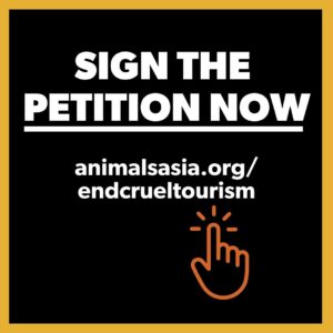 Stephen Fry Instagram - British actor Stephen Fry supports Animals Asia’s #TravelWithKindness campaign and is calling on the British government to ban cruel animal activities abroad.⁠
⁠
“Animals Asia’s survey showed that more than three-quarters of the British public would be put off from booking with a travel agent who sold tickets to tourist attractions where animals are mistreated. ⁠
⁠
The government now needs to properly implement the law passed last year to ensure that these overwhelming views of the public are taken into consideration and that such ticket sales would be prohibited. ⁠
⁠
So do join us in the campaign to make sure that this can happen.” ⁠
⁠
If you’re in the UK, please sign and share our petition: tap linkin.bio or go to⁠
www.animalsasia.org/endcrueltourism ⁠
⁠
@stephenfryactually #TravelWithKindness #EthicalTourism #AnimalsAsia #ResponsibleTravel #ConsciousTravel #Animals #WildlifeSelfies #ElephantRides #ElephantBathing #Travel #Traveling #Travelling #Backpacking #Safari #Circus #Zoo #AnimalWelfare⁠
