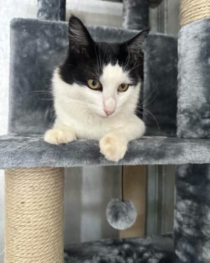Steve Austin Instagram - Pancho’s Place
#cat #cats #catsofinstagram