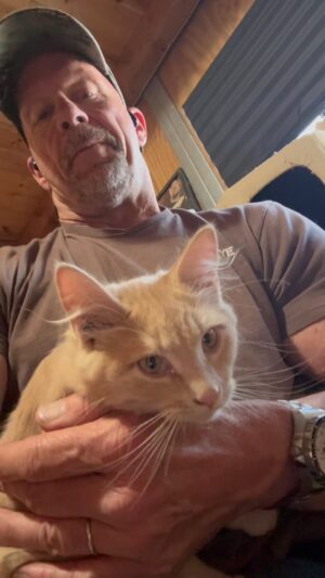 Steve Austin Instagram - Macho making a comeback. 
#cat #cats #catsofinstagram 
#orangecat