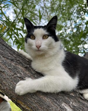 Steve Austin Instagram - Pancho
#cat #cats #catsofinstagram