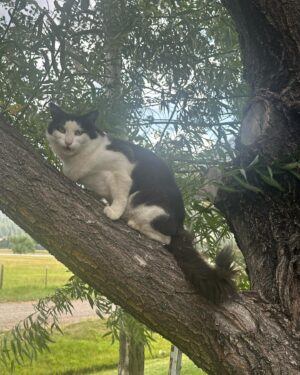 Steve Austin Instagram - Pancho
#cat #cats #catsofinstagram
