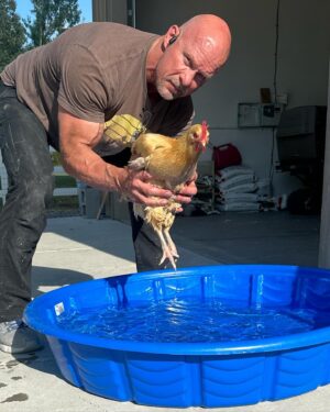 Steve Austin Instagram - Pool Open. Lifeguard on Duty. 

Rudy is a broody hen once again. Trying to cool her off so she ‘snaps out of it’…
#chicken #leghorn #broody #pool 
#nodiving