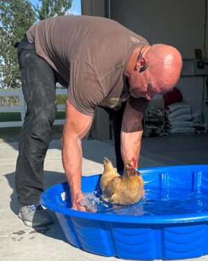 Steve Austin Instagram - Pool Open. Lifeguard on Duty. 

Rudy is a broody hen once again. Trying to cool her off so she ‘snaps out of it’…
#chicken #leghorn #broody #pool 
#nodiving