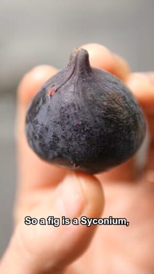 Steve Mould Instagram - Fig pollination is so interesting - female wasps have to climb inside the fruit to pollinate it.