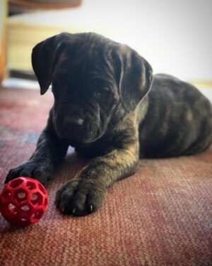 Steven Caple Jr. Instagram - Meet the newest member of the family... “NaNa” She said she’s cool not having a Instagram.🤷🏽‍♂️ #canecorso
