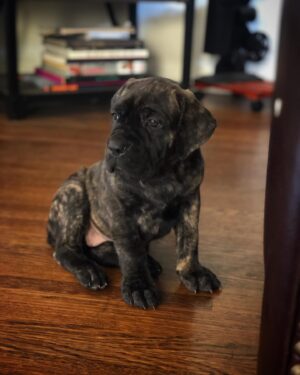 Steven Caple Jr. Instagram - Meet the newest member of the family... “NaNa” She said she’s cool not having a Instagram.🤷🏽‍♂️ #canecorso