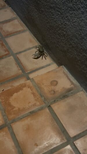 Suzette Bacó Instagram - SPICY CRAB anoche en casa es lo que iba a haber..🦀🦀🦀

Solo voy a añadir que me tomó dos horas indicarle el camino de salida de mi hogar con un palo laaaargo. Se metió en cuanto recobeco encontró y sacarlo fue una hazaña. Luego se quedó en medio de la calle inmóvil y le expliqué que lo aplastarían los carros, así que lo seguí empujando hasta casa de mi vecino y allí les dejé a su nuevo miembro de la familia. 🦀

Gracias a tod@s los que llamé y solo se rieron y no ayudaron, a los que ni tan siquiera contestaron, y a la que me dijo que se iba a dar una cerveza y si acaso después pasaba. No diré nombres, pero habrá señales….

#nomegustanadaquesearrastreporelpiso
#soycancerianayrespetoloscangrejos
