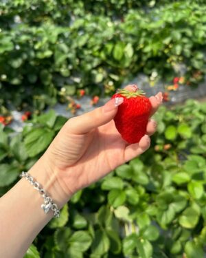Suzuka Ishikawa Instagram - 春休みなこと忘れてたので
いちご狩り行った🍓

いちご大好き美味しかった~🤤
　　
　　
新しいブレスレット (@aletta_jewelry_official )
お迎えしたーー！✌︎

春夏めちゃめちゃ使えそうで可愛いの🙈