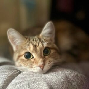 Svetlana Surganova Instagram - Друзья, сегодня отмечаем один из самых милых и «пушистых» праздников в году — Всемирный день кошек! 

Поздравляем всех владельцев и, конечно же, самих виновников торжества. Ведь эти очаровательные создания ежедневно дарят нам своё тепло, нежность и поддержку. Когда они начинают мурлыкать, все проблемы моментально улетают, как будто по волшебству! ✨

Хотим познакомить вас с пушистыми любимцами нашей команды)

Красавица Соня, муза нашего художника по свету Николая Ивашкова. Только посмотрите на её глаза! Потрясающий цвет 😻

Очаровашка Молли, пушистое сокровище продакшен-менеджера Дениса Головнёва. Ну разве она не прелесть? 🐾

Озорная Ася, проказница нашего звукорежиссера Владимира Мехнина. Её хитрые глазки явно намекают на любовь к приключениям и играм! 🐱

Грациозная Касасаги Валерия Тхая. Удивительно, насколько они похожи - оба такие же благородные и величественные!😊

И, конечно, трио Светланы Сургановой! Помните имена этих пушистиков? 
Пишите в комментариях! 
 
#светланасурганова 
#сургановаиоркестр