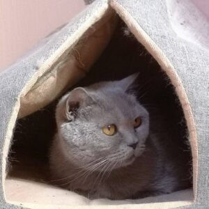 Svetlana Surganova Instagram - Друзья, сегодня отмечаем один из самых милых и «пушистых» праздников в году — Всемирный день кошек! 

Поздравляем всех владельцев и, конечно же, самих виновников торжества. Ведь эти очаровательные создания ежедневно дарят нам своё тепло, нежность и поддержку. Когда они начинают мурлыкать, все проблемы моментально улетают, как будто по волшебству! ✨

Хотим познакомить вас с пушистыми любимцами нашей команды)

Красавица Соня, муза нашего художника по свету Николая Ивашкова. Только посмотрите на её глаза! Потрясающий цвет 😻

Очаровашка Молли, пушистое сокровище продакшен-менеджера Дениса Головнёва. Ну разве она не прелесть? 🐾

Озорная Ася, проказница нашего звукорежиссера Владимира Мехнина. Её хитрые глазки явно намекают на любовь к приключениям и играм! 🐱

Грациозная Касасаги Валерия Тхая. Удивительно, насколько они похожи - оба такие же благородные и величественные!😊

И, конечно, трио Светланы Сургановой! Помните имена этих пушистиков? 
Пишите в комментариях! 
 
#светланасурганова 
#сургановаиоркестр