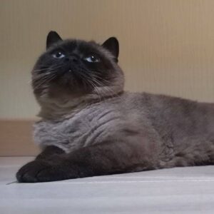 Svetlana Surganova Instagram - Друзья, сегодня отмечаем один из самых милых и «пушистых» праздников в году — Всемирный день кошек! 

Поздравляем всех владельцев и, конечно же, самих виновников торжества. Ведь эти очаровательные создания ежедневно дарят нам своё тепло, нежность и поддержку. Когда они начинают мурлыкать, все проблемы моментально улетают, как будто по волшебству! ✨

Хотим познакомить вас с пушистыми любимцами нашей команды)

Красавица Соня, муза нашего художника по свету Николая Ивашкова. Только посмотрите на её глаза! Потрясающий цвет 😻

Очаровашка Молли, пушистое сокровище продакшен-менеджера Дениса Головнёва. Ну разве она не прелесть? 🐾

Озорная Ася, проказница нашего звукорежиссера Владимира Мехнина. Её хитрые глазки явно намекают на любовь к приключениям и играм! 🐱

Грациозная Касасаги Валерия Тхая. Удивительно, насколько они похожи - оба такие же благородные и величественные!😊

И, конечно, трио Светланы Сургановой! Помните имена этих пушистиков? 
Пишите в комментариях! 
 
#светланасурганова 
#сургановаиоркестр
