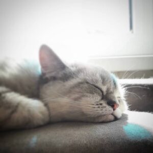 Svetlana Surganova Instagram - Друзья, сегодня отмечаем один из самых милых и «пушистых» праздников в году — Всемирный день кошек! 

Поздравляем всех владельцев и, конечно же, самих виновников торжества. Ведь эти очаровательные создания ежедневно дарят нам своё тепло, нежность и поддержку. Когда они начинают мурлыкать, все проблемы моментально улетают, как будто по волшебству! ✨

Хотим познакомить вас с пушистыми любимцами нашей команды)

Красавица Соня, муза нашего художника по свету Николая Ивашкова. Только посмотрите на её глаза! Потрясающий цвет 😻

Очаровашка Молли, пушистое сокровище продакшен-менеджера Дениса Головнёва. Ну разве она не прелесть? 🐾

Озорная Ася, проказница нашего звукорежиссера Владимира Мехнина. Её хитрые глазки явно намекают на любовь к приключениям и играм! 🐱

Грациозная Касасаги Валерия Тхая. Удивительно, насколько они похожи - оба такие же благородные и величественные!😊

И, конечно, трио Светланы Сургановой! Помните имена этих пушистиков? 
Пишите в комментариях! 
 
#светланасурганова 
#сургановаиоркестр