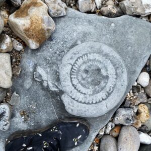 Sweet Anita Instagram - Lyme Regis is one of the best fossil beaches in the world. THESE WERE HUGE!! Sadly too big to take home with me 😭