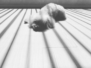 Takanori Nishikawa Instagram - She loves to soak up some rays.
You too?
