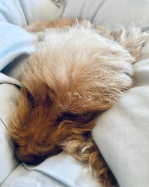 Takanori Nishikawa Instagram - She was in bed all day long yesterday.
She is just going to chill at her place today.