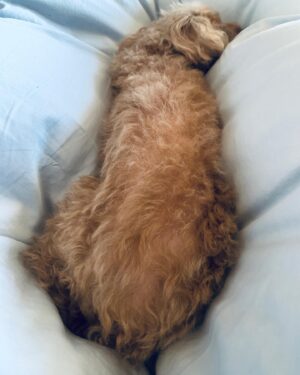 Takanori Nishikawa Instagram - She was in bed all day long yesterday.
She is just going to chill at her place today.
