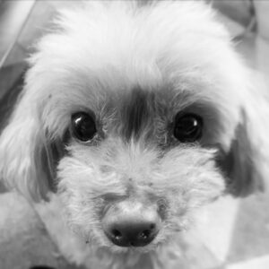 Takanori Nishikawa Instagram - I can't decide whether to go for a walk. 
It's cloudy...