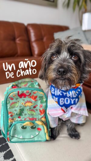 Tatiana Astengo Instagram - No sabemos qué día naciste pero si el día que comenzó tu nueva vida! 🐾 Acompañarte a sanar ha sido de más experiencias más enriquecedoras y gratificantes de la vida! 🥹 Verte aprender a jugar, a confiar nuevamente… a vivir en familia… te amamos Chato, llegaste a pintar nuestra vida con los colores que faltaban ❤️‍🩹 feliz cumpleaños 🥳
-
#tekimanada #adoptarsalvavidas #adopta #perro