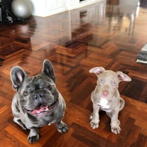 Taya Rogers Instagram - A lifetime wouldn’t have been long enough 💔 We’ll be loving you always, there will always be a Baloo shaped hole in our lives now but we’re so grateful we got 8 amazing years as a family. Rest easy bubba ❤️