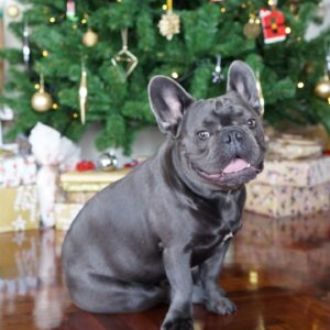 Taya Rogers Instagram - A lifetime wouldn’t have been long enough 💔 We’ll be loving you always, there will always be a Baloo shaped hole in our lives now but we’re so grateful we got 8 amazing years as a family. Rest easy bubba ❤️