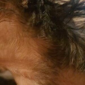Tenoch Huerta Mejía Instagram - Hoy es el día de los "Pedritos" como les dice mi bebé.
Esta cachorrita es "Terror" mi terrorcito corazón.
💓