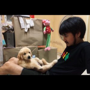 Thanachat Tullayachat Instagram - สวัสดี ยาคูล🐶 #goldenretriever