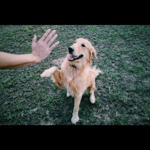 Thanachat Tullayachat Instagram - พลังจงสถิตย์อยู่กับเจ้า #High5 #goldenretrieversofinstagram