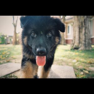 Thanachat Tullayachat Instagram - Hi yam #เยอรมันเชฟเฟิร์ด #GermanShepherd #โตขึ้นหนูจะเป็นหมาป่า