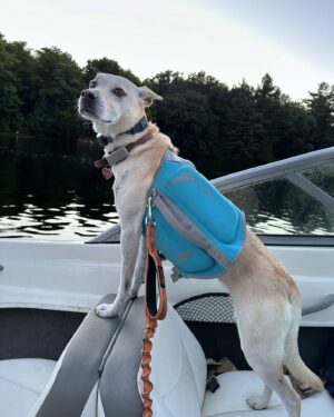 Tom Green Instagram - Charley loves the boat