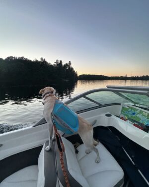 Tom Green Instagram - Charley loves the boat