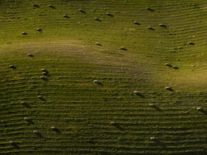 Tom Hegen Instagram - The Palouse Series

The rolling hills of the Palouse region, an area of the American northwest that spans over 3,000 miles. Endless green fields fill every inch of these frames. 

At a quick glance, the landscape looks likes the folds of moss-coloured fabric, but, on closer inspection, subtle whorls left by tractor trails reveal that humans have cultivated the land. The fertile soil is a result of ancient volcanic activity and erosion over thousands of years.