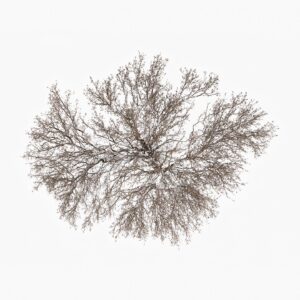 Tom Hegen Instagram - Seeing a tree from above is a somewhat unfamiliar view.

Seeing winter trees from above against a snowy backdrop is a delight to the eye.

How the tree unfolds its crown and carefully grows the individual branches so that they do not interfere with each other. On the white background, they almost look like complex pencil drawings by artists like Albrecht Dürer.

The Tree Crown Series, 2023