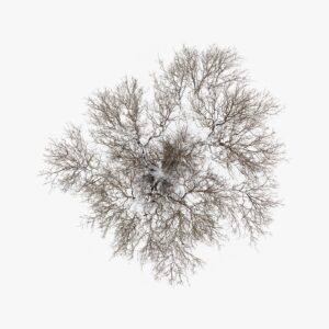 Tom Hegen Instagram - The Tree Crown Series, 2023
