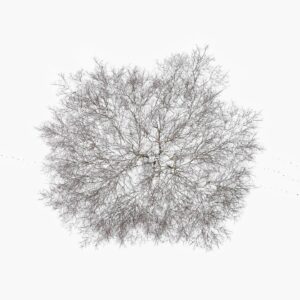 Tom Hegen Instagram - The Tree Crown Series, 2023