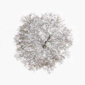 Tom Hegen Instagram - Trees on snow white background, reduced to the minimum.

From the Tree Crown Series, photographed in Winter 2023 in southern Germany.