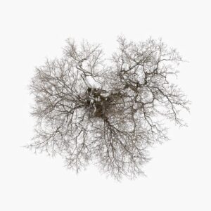 Tom Hegen Instagram - Trees on snow white background, reduced to the minimum.

From the Tree Crown Series, photographed in Winter 2023 in southern Germany.