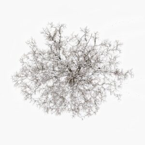 Tom Hegen Instagram - Trees on snow white background, reduced to the minimum.

From the Tree Crown Series, photographed in Winter 2023 in southern Germany.