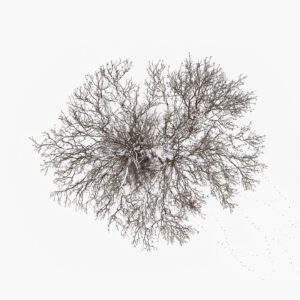 Tom Hegen Instagram - Trees on snow white background, reduced to the minimum.

From the Tree Crown Series, photographed in Winter 2023 in southern Germany.