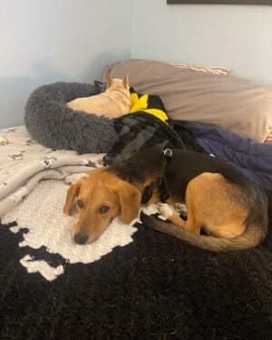 Tony Schiavone Instagram - Say hello to the newest member of our family, Kirby. She’s a 1 yr old Beagle Mix, she is the sweetest thing and will fit in very well here. Chewy and Bug are adjusting well to having another sibling. Sort of…