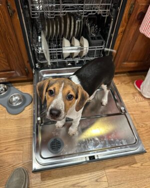 Tony Schiavone Instagram - Wait?  I can’t help wash the dishes tonight? #loveyourdog