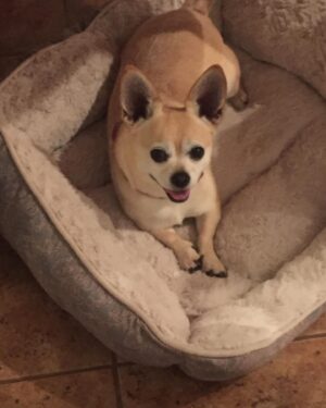Tony Schiavone Instagram - Tonight I had to say goodbye to my best buddy, my good boy, my Buggity Bug. He passed away peacefully in my arms. Lois was there along with my son, daughter and granddaughter. We gave him a piece of chocolate, because no dog should leave this world without knowing the taste of chocolate. He was such a good  boy and I will miss him tremendously.  I appreciate everyone who has reached out and have sent my family and I messages. We appreciate it more than you know. Love your dogs. We only have them for a little while. #loveyourdogs