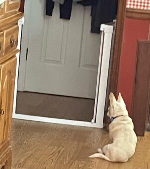 Tony Schiavone Instagram - When I go out of town, my best buddy waits on me to return, and apparently much of it is standing by the door. I will never find a more loyal dog than Bug 🥲