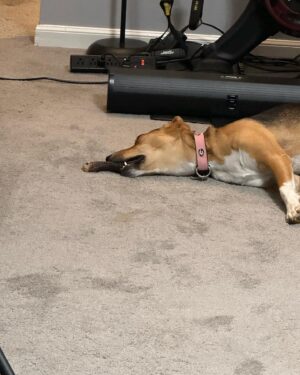 Tony Schiavone Instagram - When you’ve chewed on a bone so much, you’ve chewed out and fell asleep. Sweet little girl. #loveyourdog