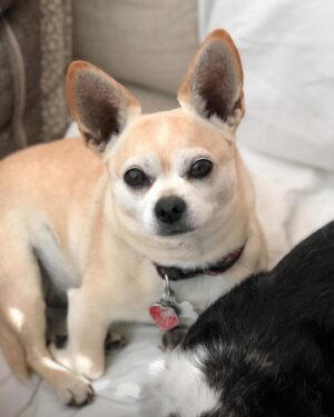 Tony Schiavone Instagram - Tonight I had to say goodbye to my best buddy, my good boy, my Buggity Bug. He passed away peacefully in my arms. Lois was there along with my son, daughter and granddaughter. We gave him a piece of chocolate, because no dog should leave this world without knowing the taste of chocolate. He was such a good  boy and I will miss him tremendously.  I appreciate everyone who has reached out and have sent my family and I messages. We appreciate it more than you know. Love your dogs. We only have them for a little while. #loveyourdogs