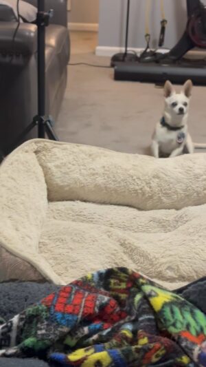 Tony Schiavone Instagram - The Bug is my best buddy, but when he doesn’t want to do something, he’s not gonna move. Love my stubborn Chihuahua!