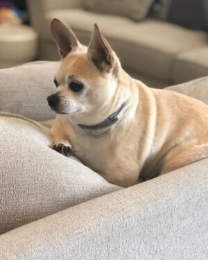Tony Schiavone Instagram - Tonight I had to say goodbye to my best buddy, my good boy, my Buggity Bug. He passed away peacefully in my arms. Lois was there along with my son, daughter and granddaughter. We gave him a piece of chocolate, because no dog should leave this world without knowing the taste of chocolate. He was such a good  boy and I will miss him tremendously.  I appreciate everyone who has reached out and have sent my family and I messages. We appreciate it more than you know. Love your dogs. We only have them for a little while. #loveyourdogs