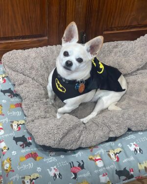 Tony Schiavone Instagram - Tonight I had to say goodbye to my best buddy, my good boy, my Buggity Bug. He passed away peacefully in my arms. Lois was there along with my son, daughter and granddaughter. We gave him a piece of chocolate, because no dog should leave this world without knowing the taste of chocolate. He was such a good  boy and I will miss him tremendously.  I appreciate everyone who has reached out and have sent my family and I messages. We appreciate it more than you know. Love your dogs. We only have them for a little while. #loveyourdogs