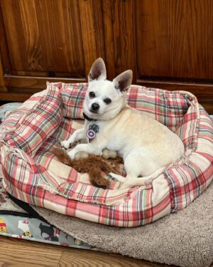 Tony Schiavone Instagram - Tonight I had to say goodbye to my best buddy, my good boy, my Buggity Bug. He passed away peacefully in my arms. Lois was there along with my son, daughter and granddaughter. We gave him a piece of chocolate, because no dog should leave this world without knowing the taste of chocolate. He was such a good  boy and I will miss him tremendously.  I appreciate everyone who has reached out and have sent my family and I messages. We appreciate it more than you know. Love your dogs. We only have them for a little while. #loveyourdogs
